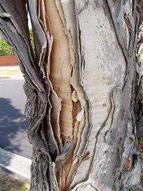 tree melaleuca bark paperbark quinquenervia punk desert paper trees plants australia sandy great cellulosic fibers leaves natural florida take patterns